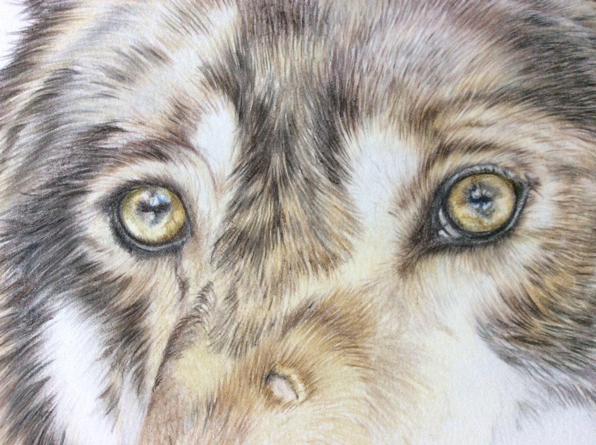 Almost finished the wolf, must be a good 85 hours of work in this painting so far.
#fabercastell #colouredpencils #wolf #fabrianoartistico