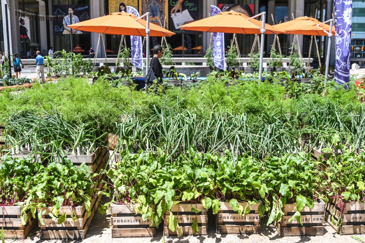 PhiladelphiaGov's tweet photo. There's now a farm in front of City Hall hosting urban farming workshops! Food grown there helps feed those experiencing homelessness and hunger. Learn about #PHSFarmForTheCity and how you can attend a workshop ➡️ https://t.co/LvJEtH5qvJ https://t.co/wYxfQsfvqE