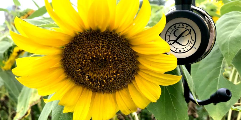 LittmannScope's tweet photo. Be the sunshine. #🌻 #☀️ https://t.co/DJTee7iu9V https://t.co/M1VJ3cCROm