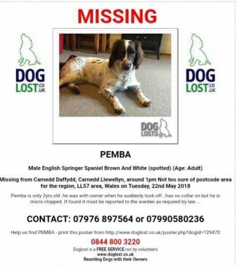 rosieDoc2's tweet photo. PEMBA #stillmissing THIS POOR FAMILY STILL REALLY CONCERNED FOR THEIR BEAUTIFUL #ESS he was on walk with owner & suddenly took off 🐾🐾
#Carnedd #Daffydd #Llewellyn #Wales 22/5/18
🤔SO HOW WASNT HE FOUND 🤔 https://t.co/wGIfdZW3UX