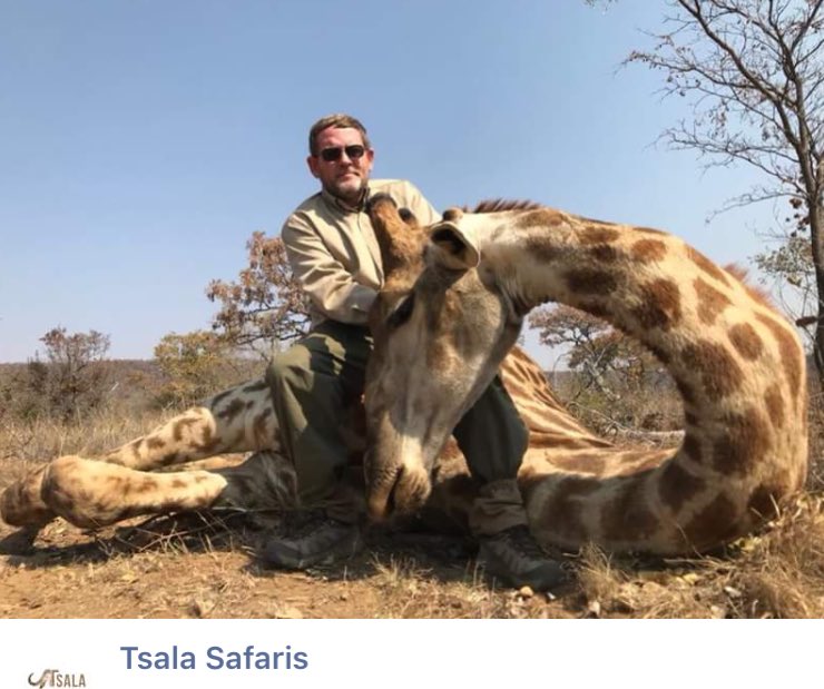 XposeTrophyHunt's tweet image. Three days ago, this graceful Giraffe was still alive, minding its own business. That was before this self-entitled individual, with a superiority complex, decided it was time to end its life. This Giraffe's only offense was being beautiful. @Protect_Wldlife