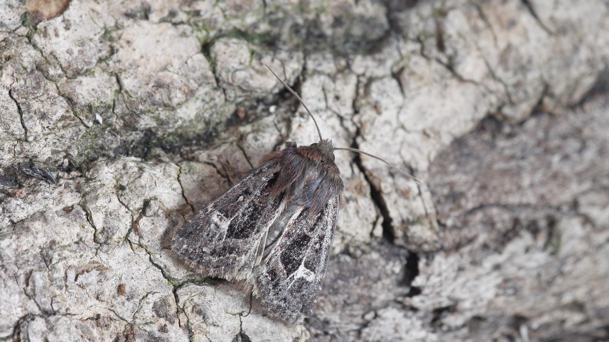 Mothing highlights from 20Aug18 at Healey, VC65: Blood-vein, Brindled Green, Feathered Gothic and Haworth's Minor (new for site) <a href="/JillWarwick/">Jill Warwick</a> <a href="/DoubleKidney/">Charles Fletcher</a>