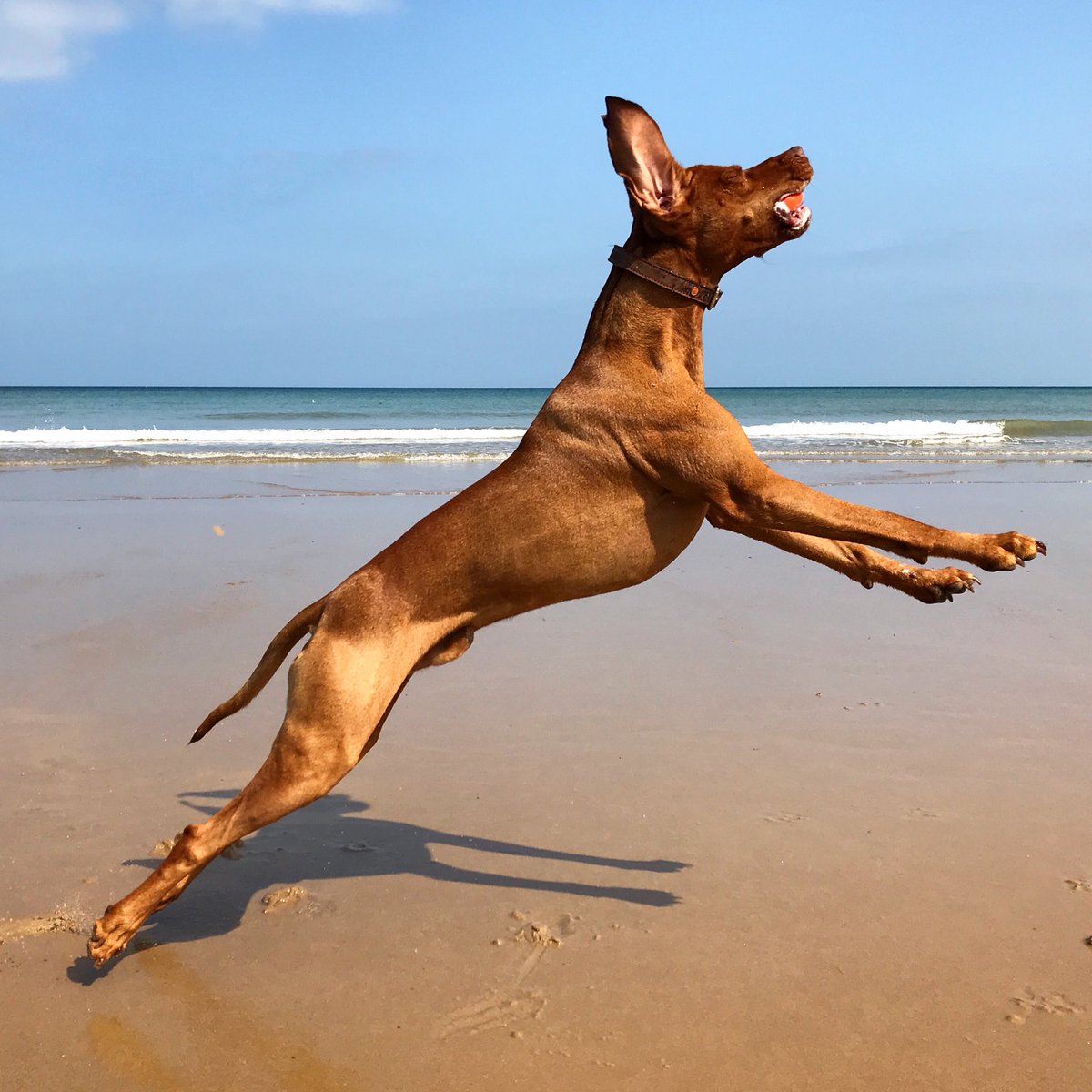 Hat5Hat's tweet photo. Catch on Cromer beach. https://t.co/rFEm5c3w8x