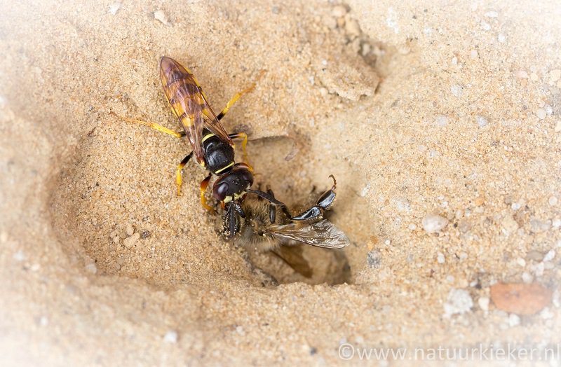 Een #bijenwolf is een soort #graafwesp die #bijen vangt en verlamt en ze als levend voedsel in de nestgang brengt als voedsel voor de larven. <a href="/natuurkieker/">natuurkieker Coby</a>  #natuur
