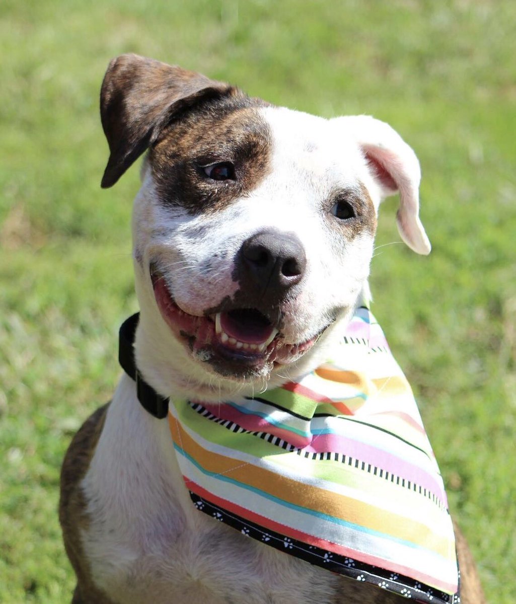 DCDRescue's tweet photo. #IHaveAHardTimeAccepting that this sweet girl is still looking for a home! 

#rescue #rescuepup #Louisville #adoptdontshop 

Check out Persimmon today at: https://t.co/xjJHfTRZ8V https://t.co/GXVt6ht4Cg