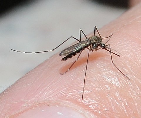 metromosquito's tweet image. West Nile virus risk increasing. Wear mosquito repellent - even if the bugs don't seem so bad cdc.gov/westnile/