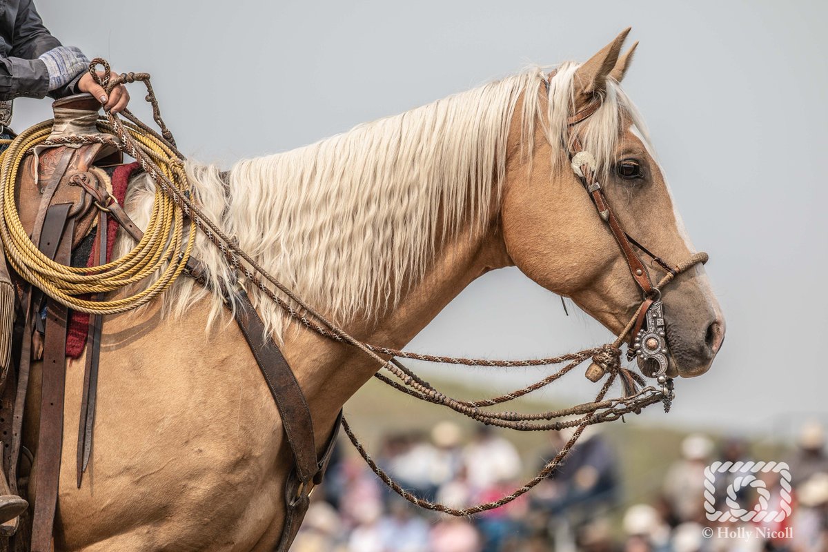 You know you have a good horse when you're at a ranch rodeo, and all of the photographers go nuts snapping pictures. 'Blonde Beauty' was taken this past weekend at the Bar U Ranch Rodeo.

#RanchRodeo #BarU #AQHA #QuarterHorse #Equine #Palomino #RanchHorse #Ranching
