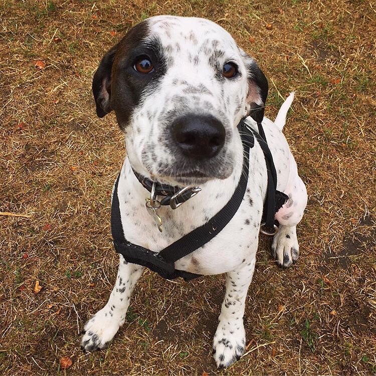 dalmatian cross staffy