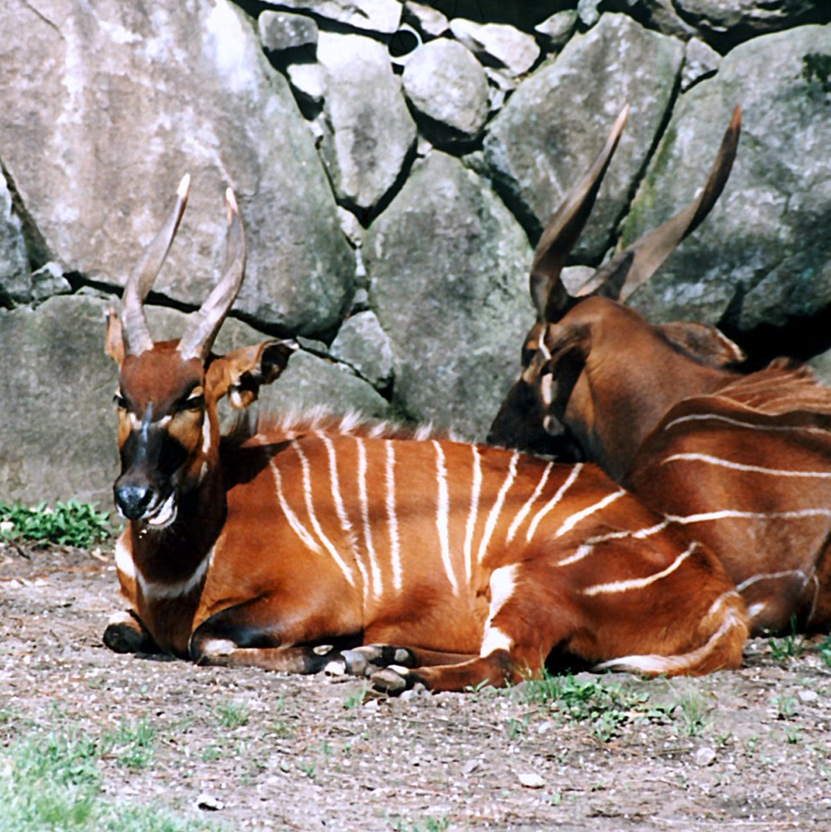 かうづけ Pa Twitter 金沢動物園のケニアボンゴ 金沢 石川 金沢動物園 ボンゴ 雪国 金沢 石川
