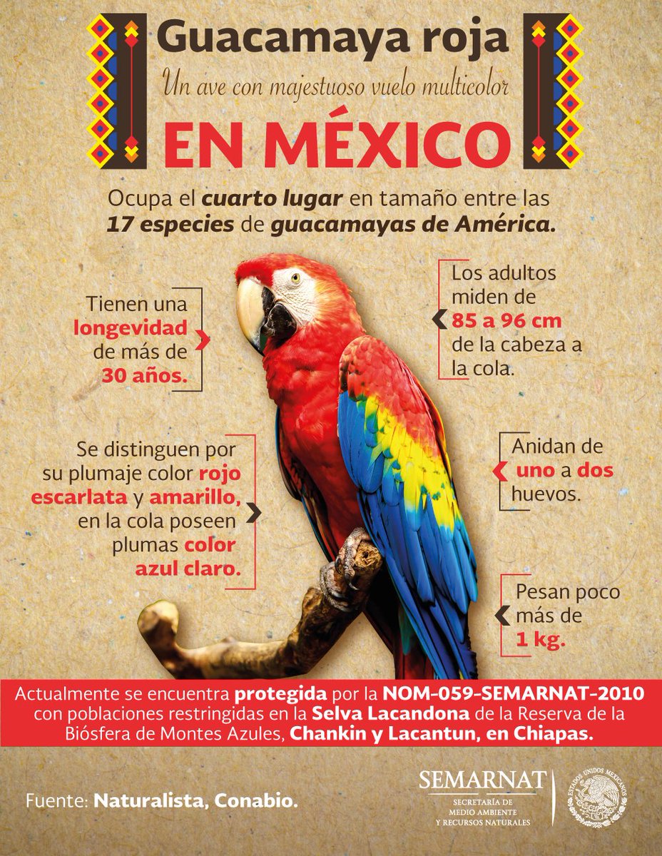 Existen #especiesprioritarias que al tener un valor comercial, recreativo, turístico, alimentario, medicinal o industria, provocan un interés particular en su preservación, a las que se les conoce como de interés económico. bit.ly/2wi3apb. 🐻🐆🦅🐵🦈