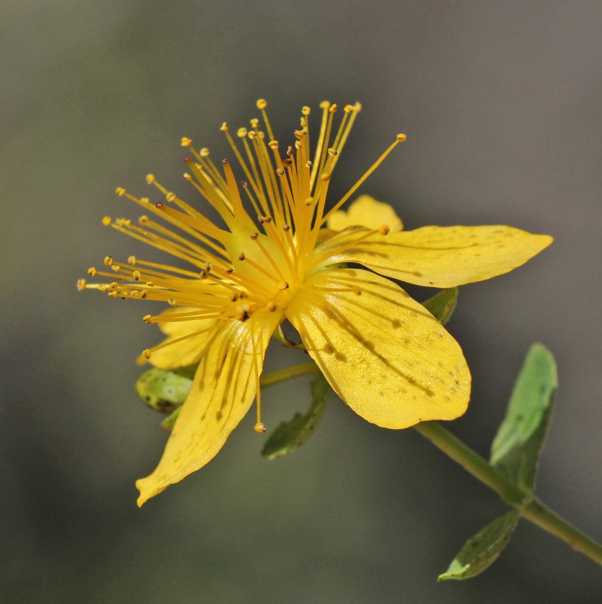 RitvaSavolaine1's tweet image. Keltaisia luonnonkukkia  #kuisma #hanhikki #suomenluonto #photography #finnishnature #macronature #macrophotography #luonto #canonkesä