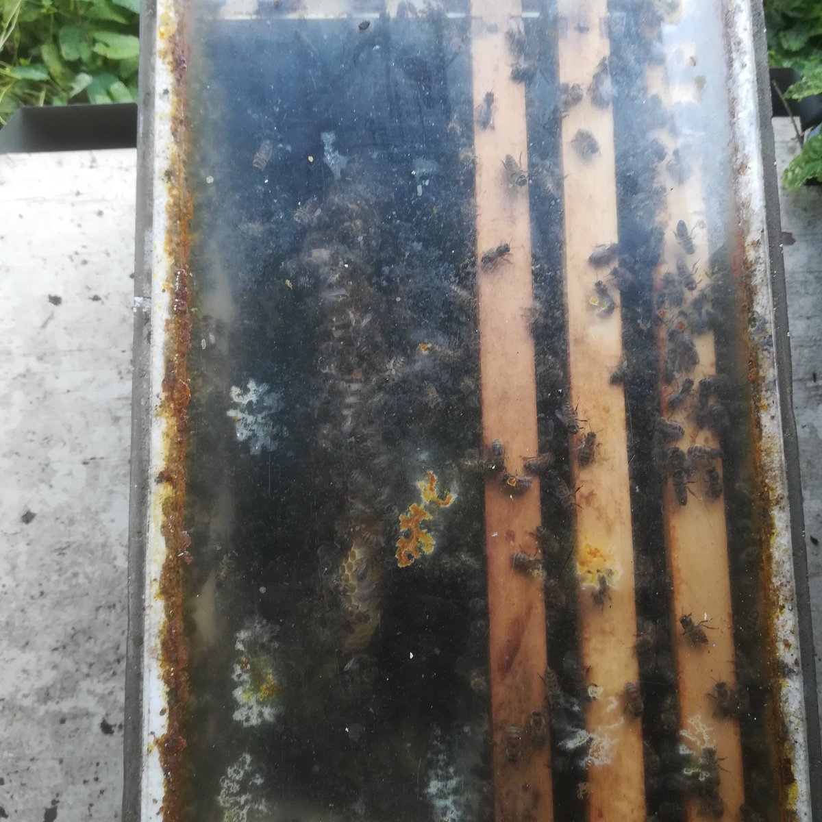 Deflevobij's tweet image. Zo ziet de zwerm er uit die we vorige week in Zeewolde hebben verwijderd. Van de week het grote stuk raat verwijderen en vervangen we door ramen