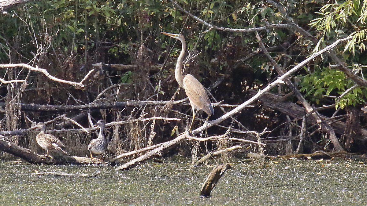 nikols_steve's tweet image. Following a five-hour vigil, distant but prolonged views of the juvenile Purple Heron at @RutlandWaterNR today (22/8) with @NuneatonBirder and @CentralBirder #LROS