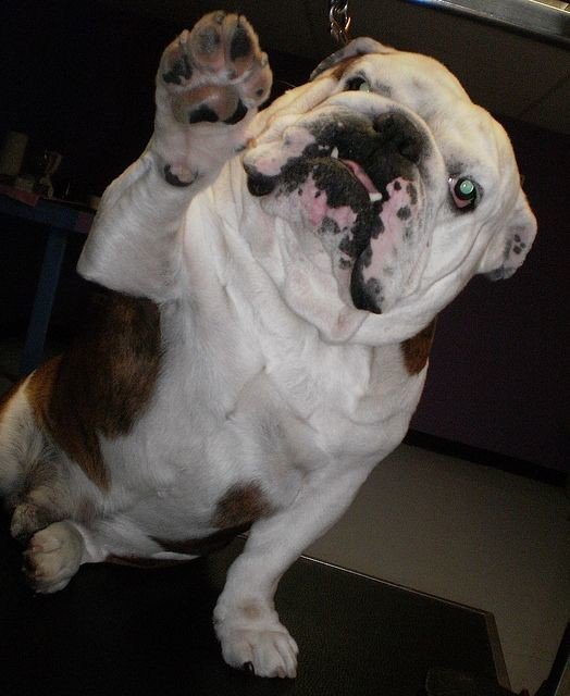 5 Things You Should Know Before Going To A #DogGroomer
shared.com/dog-groomer-gu…