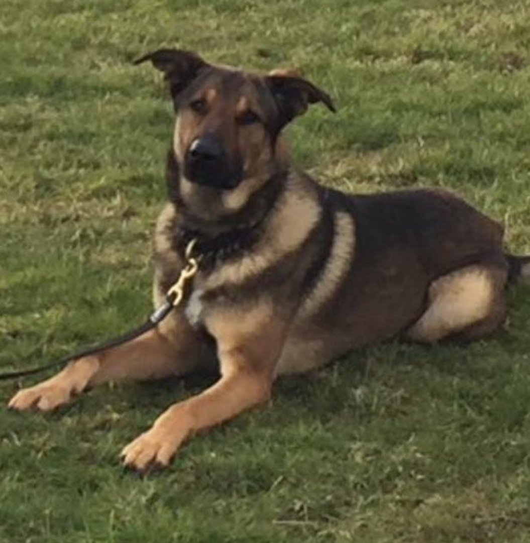 Devon Dog Handlers on Twitter "Busy set for PD Nato who tracked a