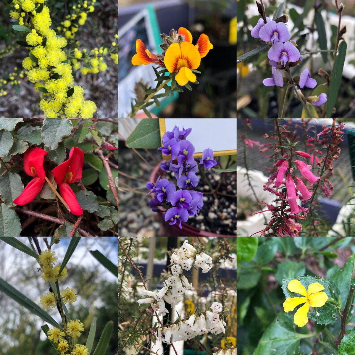 So many pretties in flower at the nursery right now some in stock, some in our gardens.  💜
*not all are currently in stock for sale
#kesnursery #indigenousplants