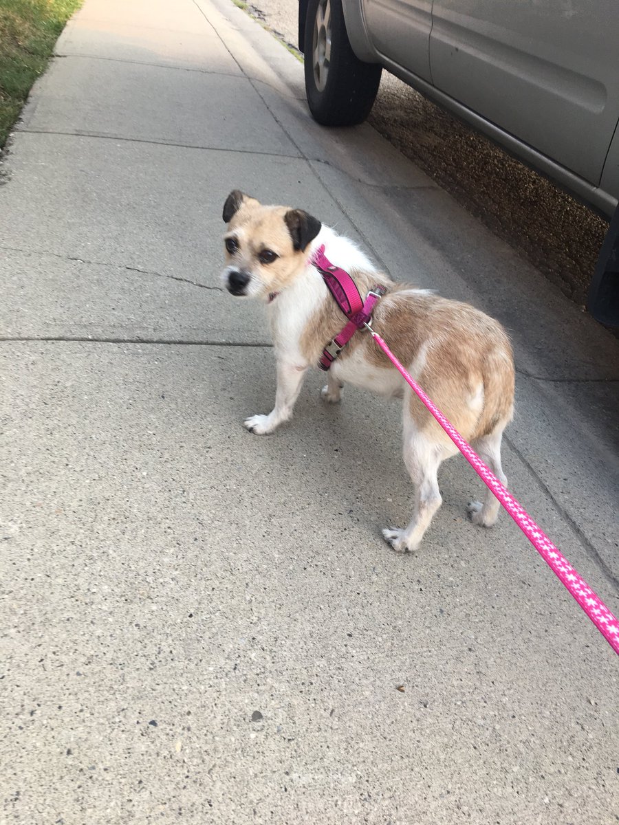 em_lockyer's tweet photo. #yyclostpet #yycfoundpet Found in Beddington tonight. No tags/collar but has a leash and harness. Message if you’re looking for her! #yyc #yycnw https://t.co/bogpBLXnAu