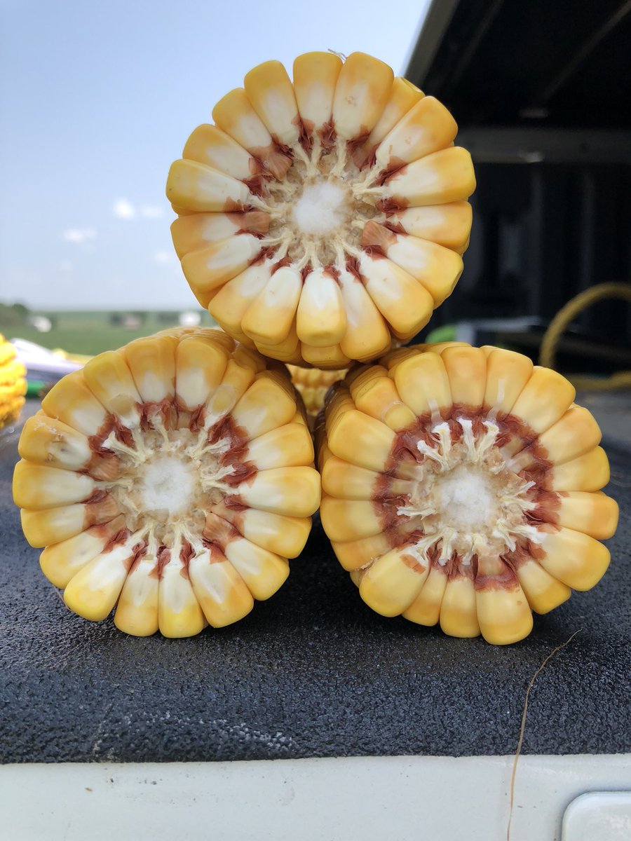 kannbwx's tweet photo. W Iowa #corn route average: 199.66 bu/acre.
Dist 7 (SW): 165 (1 field)
Dist 4 (W Central): 200.6 (9 fields)
Dist 1 (NW): 204.6 (5 fields)
Same exact route in 2016 averaged 169.3 off 12 samples. #pftour18 https://t.co/S9vC88msvw