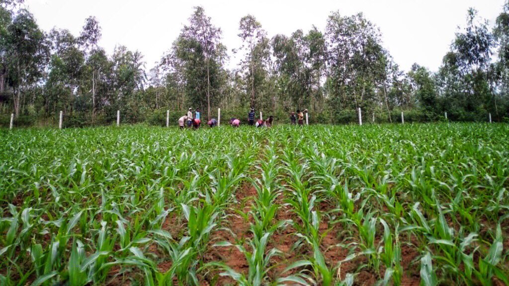 LittleLovesOrg's tweet photo. The harvest is ready! As are harvesting our own corn and veggies on the Little Loves Campus! 🌽 🌾 https://t.co/pMPJ69AKm0