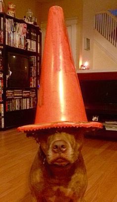 PipTheCollie's tweet photo. @barneytheflat Like dis! https://t.co/U7ViFATqAR