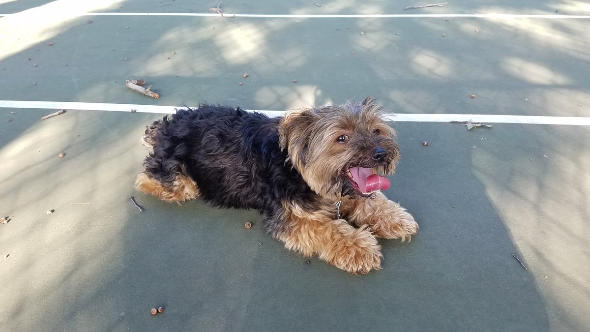 a1exzandra's tweet photo. #DAMpets #Humphrey https://t.co/YcGiuRnYWb