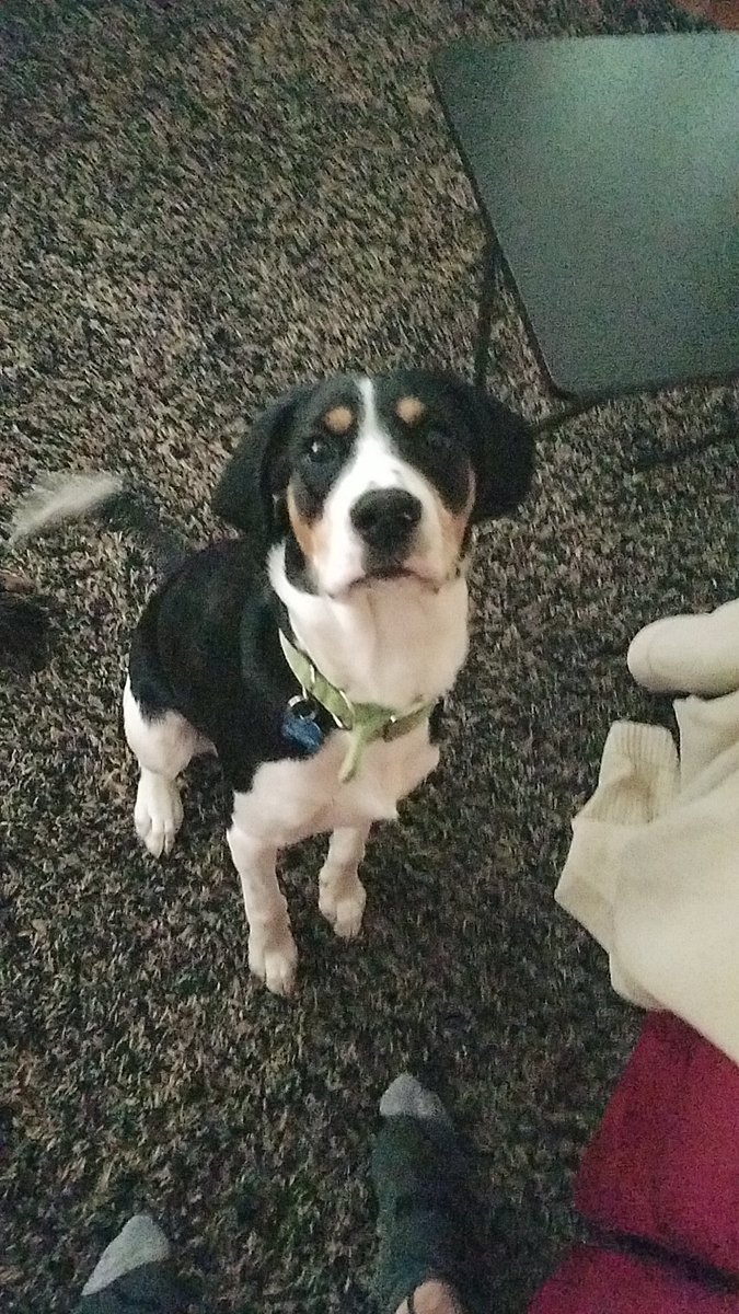 AnthonyPaduano's tweet image. Henry apparently takes the term "hump day" too literally and will have to stay out of doggy daycare until hes fixed in a week #choppingblock