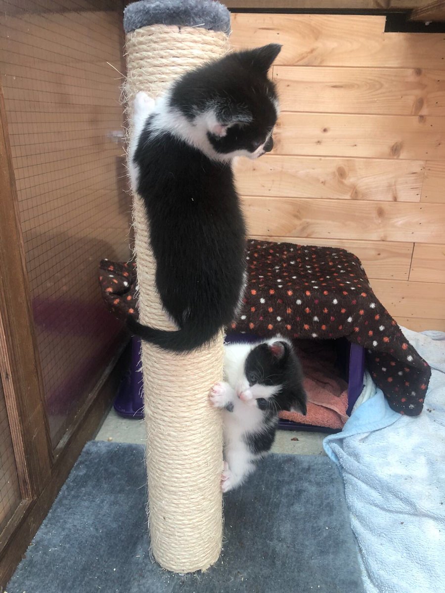 Good news about #LucysLaw today but I’m not sure this will stop people breeding kittens at home n selling them on Facebook or Gumtree. Please always get your kittens from a reputable breeder or rescue - our kittens are healthy, well cared for and vaccinated #WhiskersWednesday