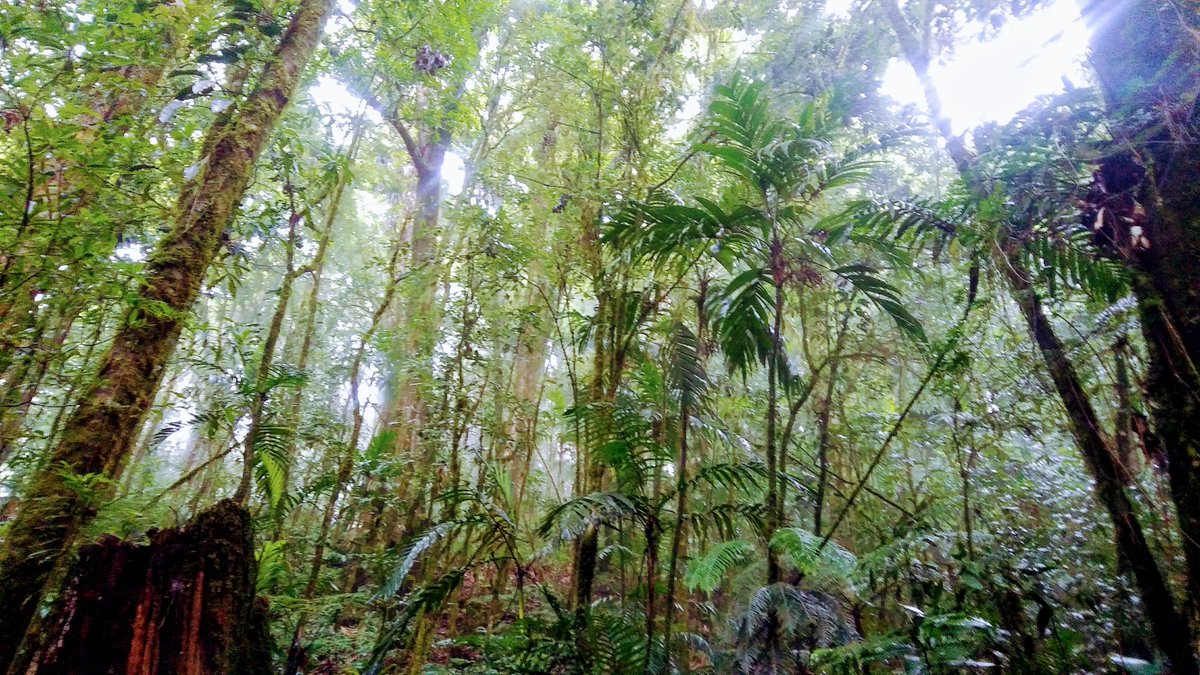 purehonduras's tweet photo. La Tigra National Park, Tegucigalpa, Honduras. Hiking in the cloudforest of Honduras
https://t.co/GXDzfnSXY2

#honduras #hiking #latigranationalpark #cloudforest @parquelatigra @hondurastips https://t.co/kVwe9KfnXP