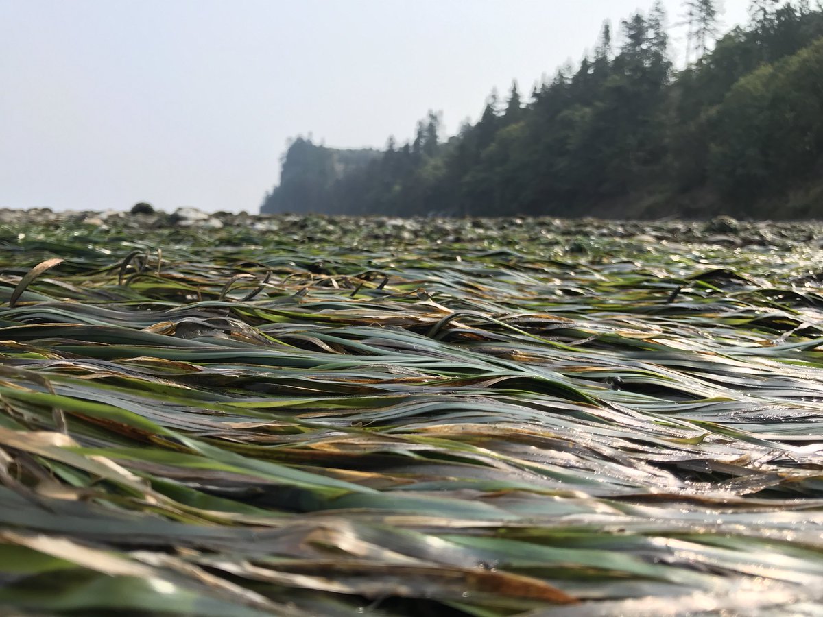 o_jgraham's tweet photo. Finished my #seagrass workshop last week! Big thanks @engagedcornell &amp; Julie Tennis at #pacificeducationinstitute for support, plus all the teachers for participating. With gear &amp; training, they’re ready to run seagrass lessons in the field &amp; classroom. #fieldSTEM #CitizenScience https://t.co/uIYfnJgtHQ