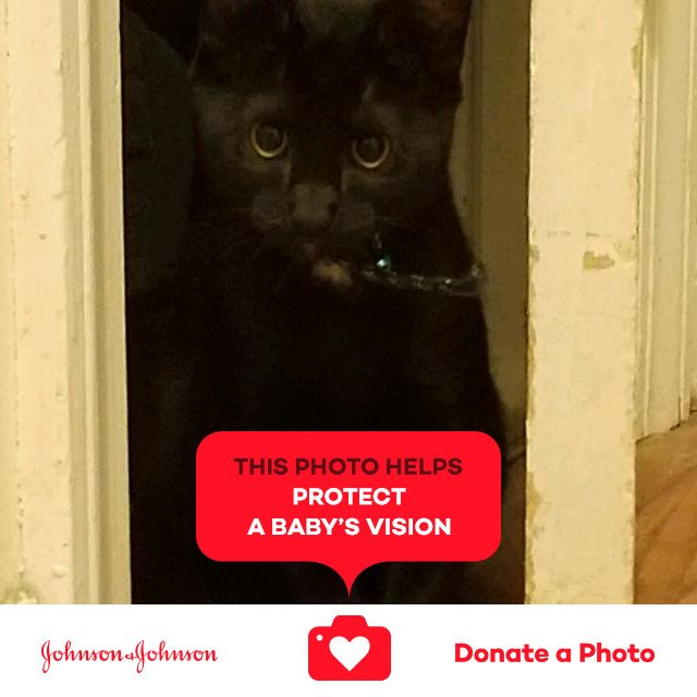 PattiBrown5's tweet photo. Sansa in the closet. #critters #sansa #jnj @donateaphoto #optometrycares https://t.co/aRCpkmGiVA https://t.co/cxmCwtcqWw