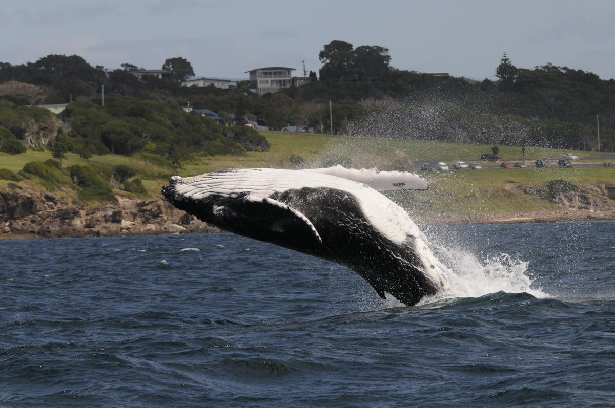 Check out these cute little cabins perfectly located on one of Australia's best land-based whale watching spots, beautiful Short Point (yep that's the cabins low in the background).  Watch whales without leaving your accommodation! beachcabins.com.au
