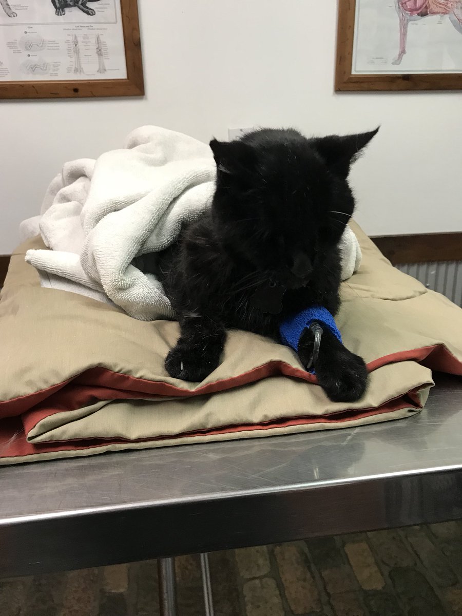 pianomalone's tweet photo. We didnβt think she was gonna make it, but our sweet Zulu kitty is coming home today! #teamzulu #seniorkitizen https://t.co/g5eppK3lpo