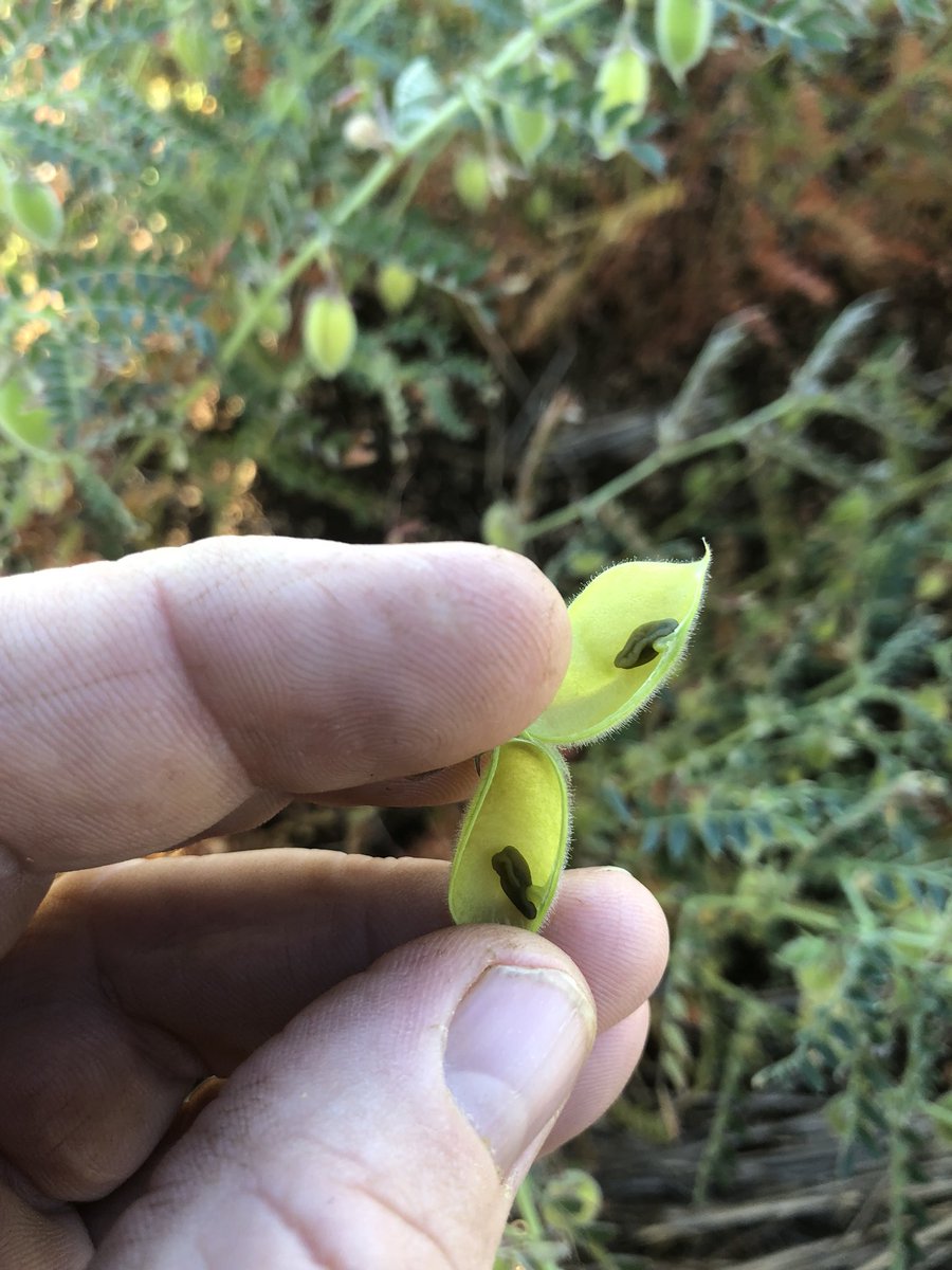 AndrewBendee's tweet photo. More frost. This time it’s really bad. Can you bale chickpea for hay? What’s it worth? https://t.co/ppHN7BJXbG