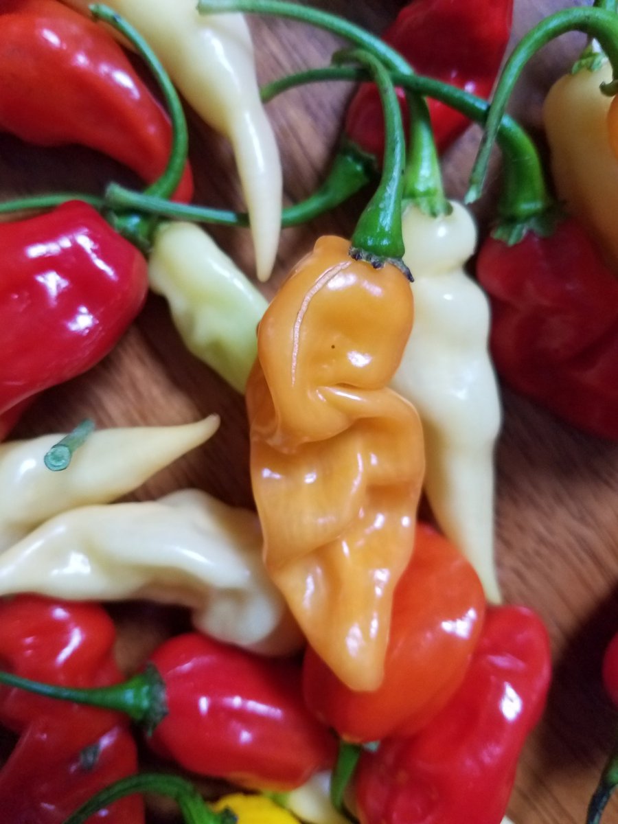 2ndHandSmokeLLC's tweet photo. Year 2 hybrids are out of control! https://t.co/JNor2OOboc