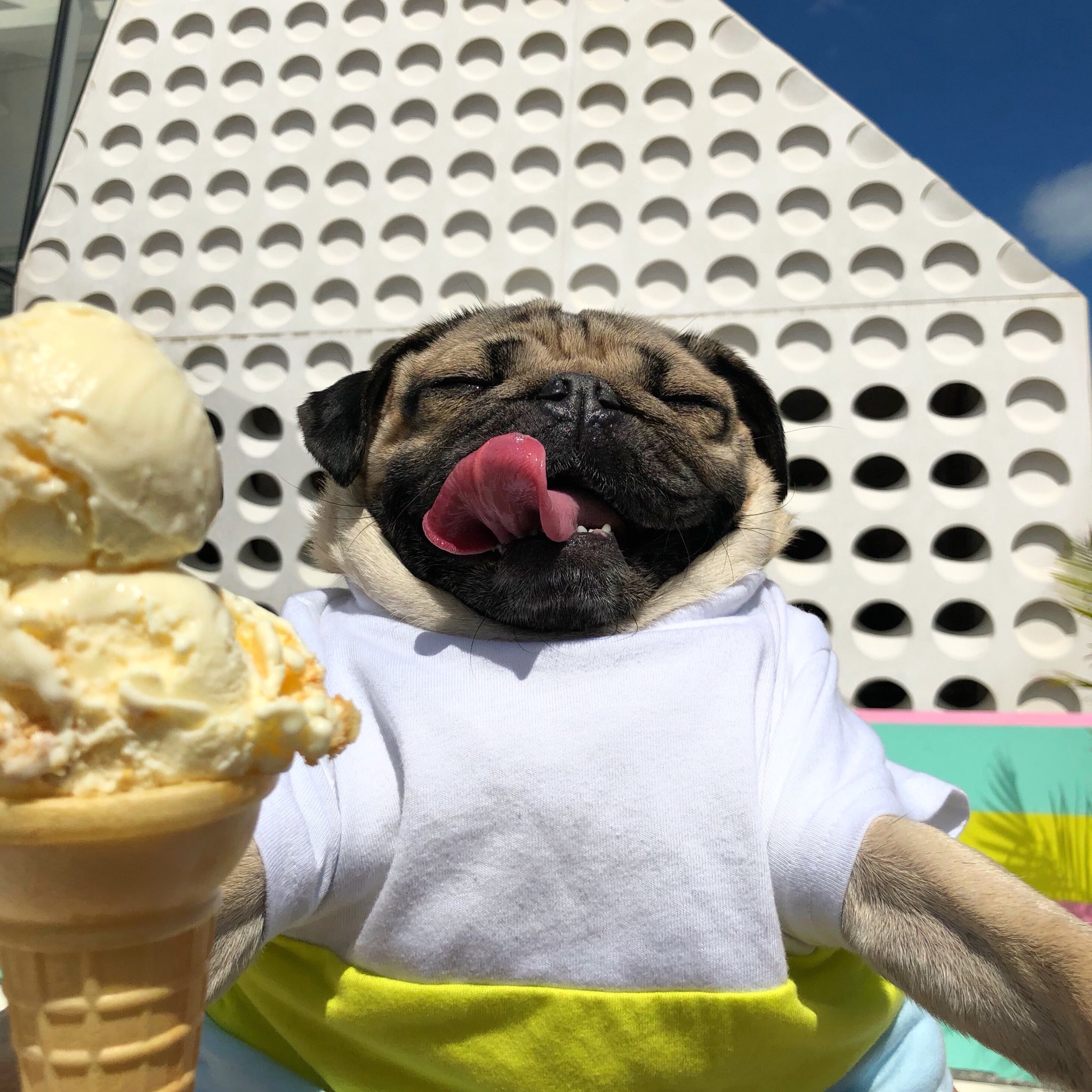 Ice cream pug outlet