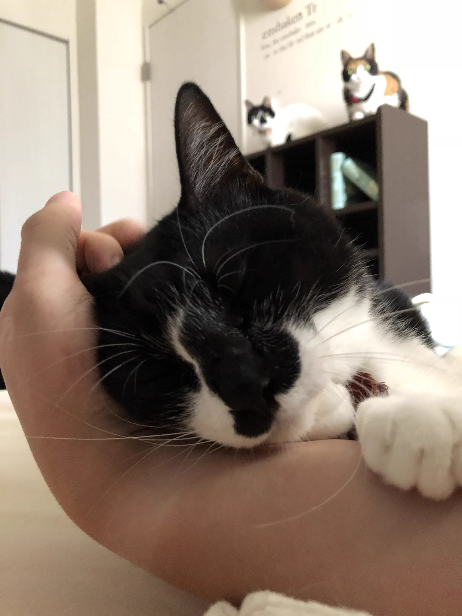 寝起き早々、圧がすごい！！時計がなくとも寝坊だと気づける猫圧がすごいwww