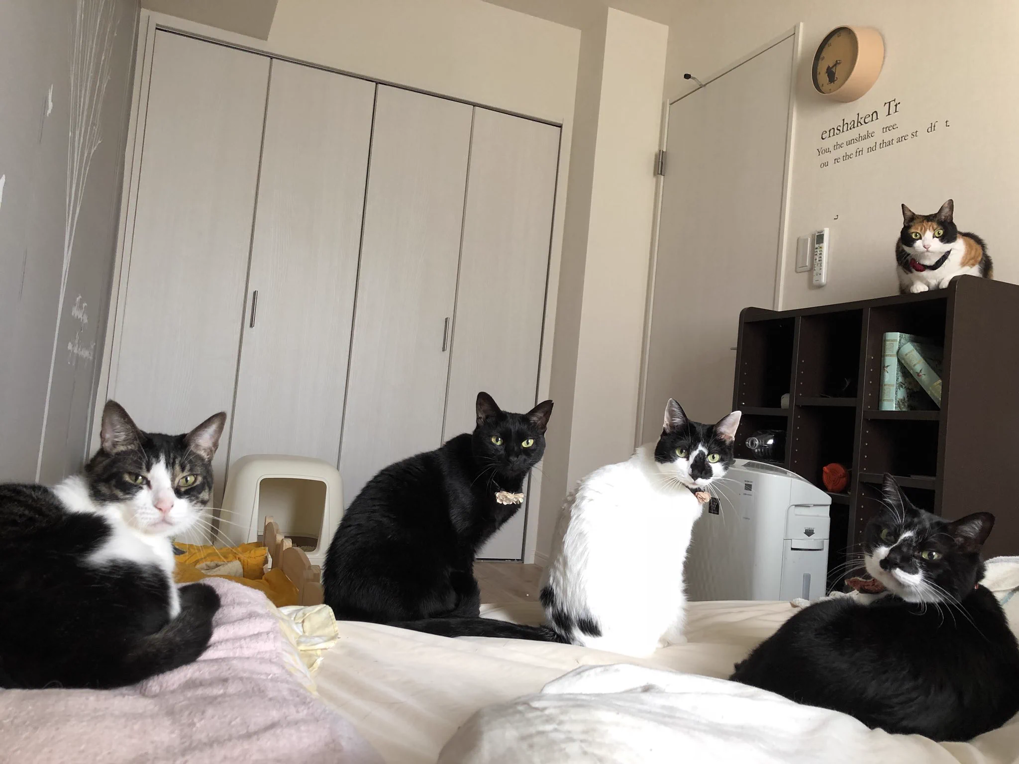 寝起き早々、圧がすごい！！時計がなくとも寝坊だと気づける猫圧がすごいwww