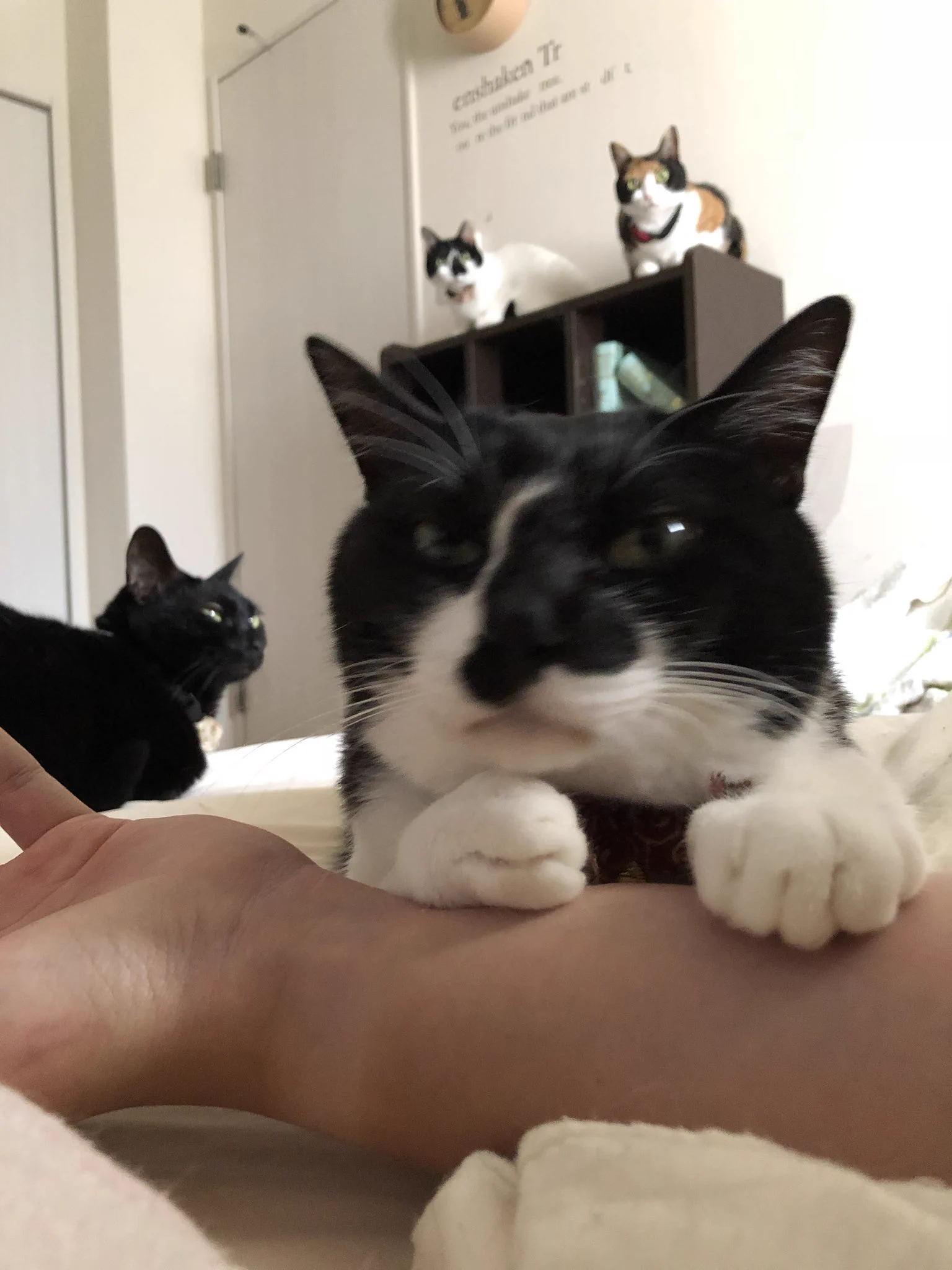 寝起き早々、圧がすごい！！時計がなくとも寝坊だと気づける猫圧がすごいwww