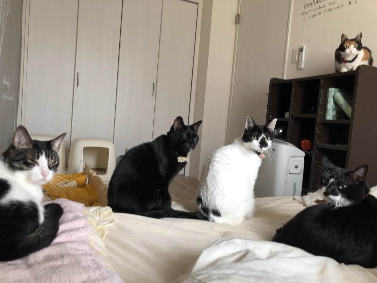 寝起き早々、圧がすごい！！時計がなくとも寝坊だと気づける猫圧がすごいwww