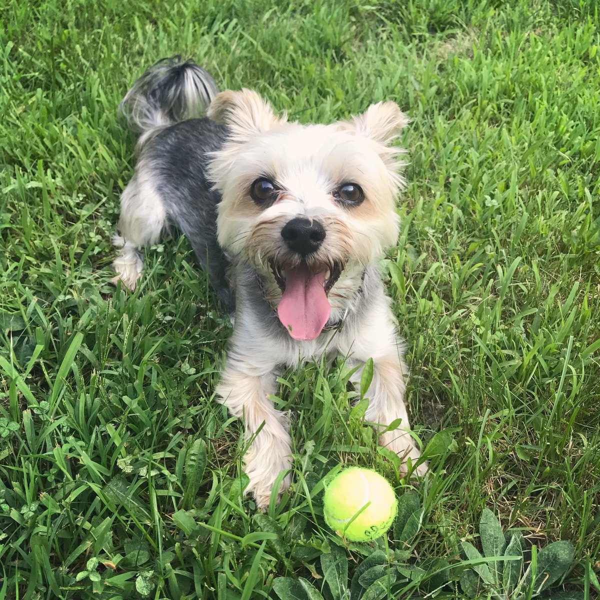gooddaytothrive's tweet photo. @balockaye_h @Colt3FIVE A couple days late, but wouldn’t want you too miss my guy Sam Adams. Especially since you’re such a dog lover ;) https://t.co/6bOz1S4ltO