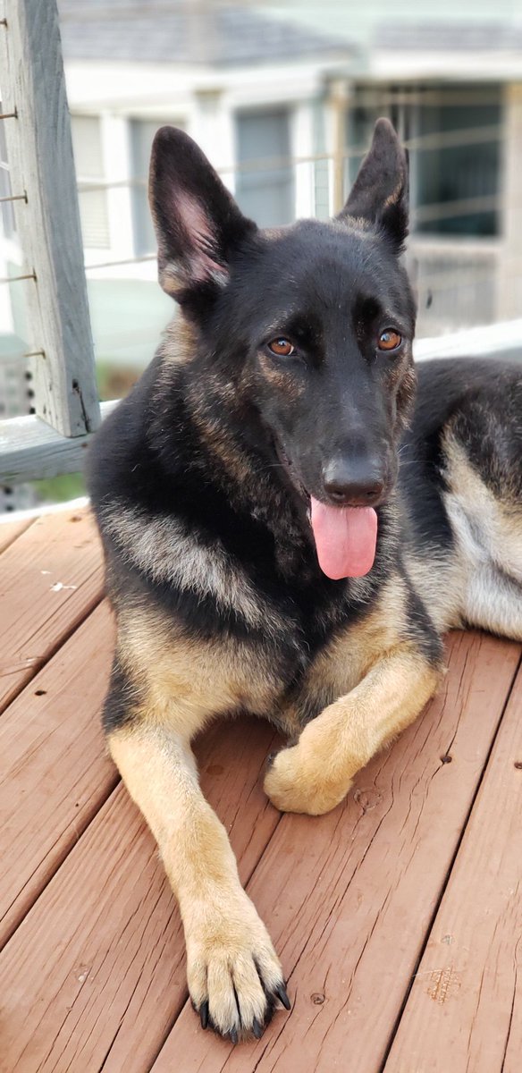 theemrsmcafee's tweet image. Axel, Duchess, Tequila and Marley enjoying the breeze and beautiful sunset. 
#MyHappyPlace
#IslandLife
#LifeIsGood