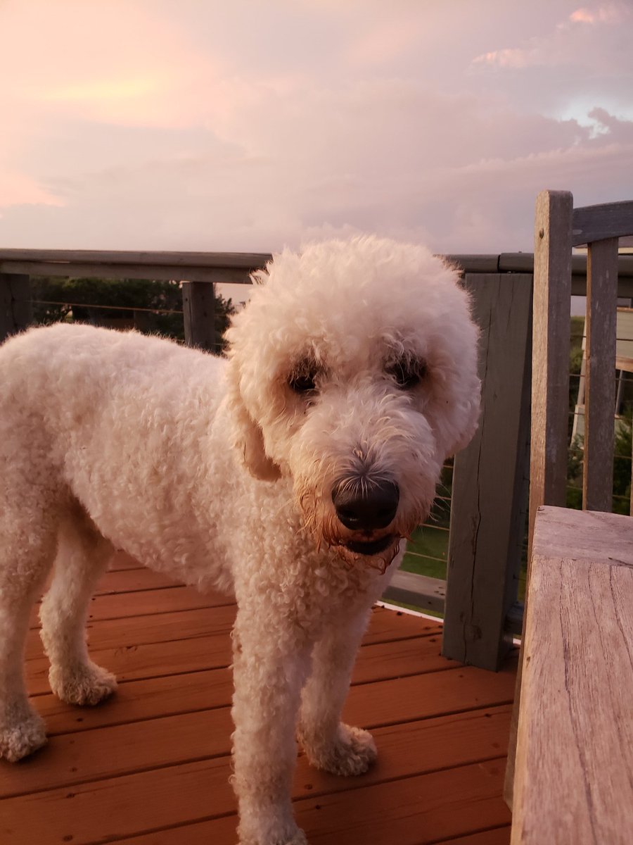 theemrsmcafee's tweet image. Axel, Duchess, Tequila and Marley enjoying the breeze and beautiful sunset. 
#MyHappyPlace
#IslandLife
#LifeIsGood
