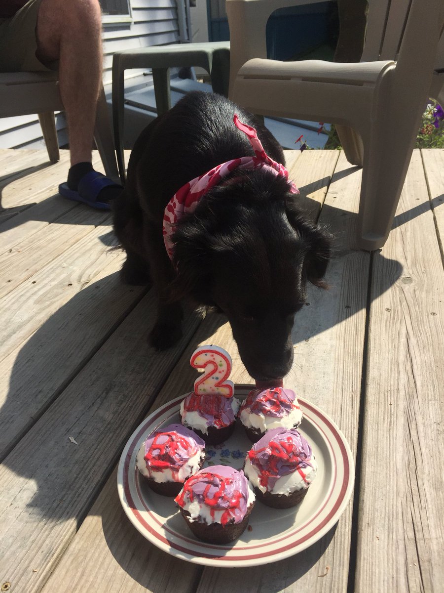 BahgzHGC's tweet photo. Here’s Molly’s Adopt-a-Versary pics! https://t.co/qbMSPYq3mZ