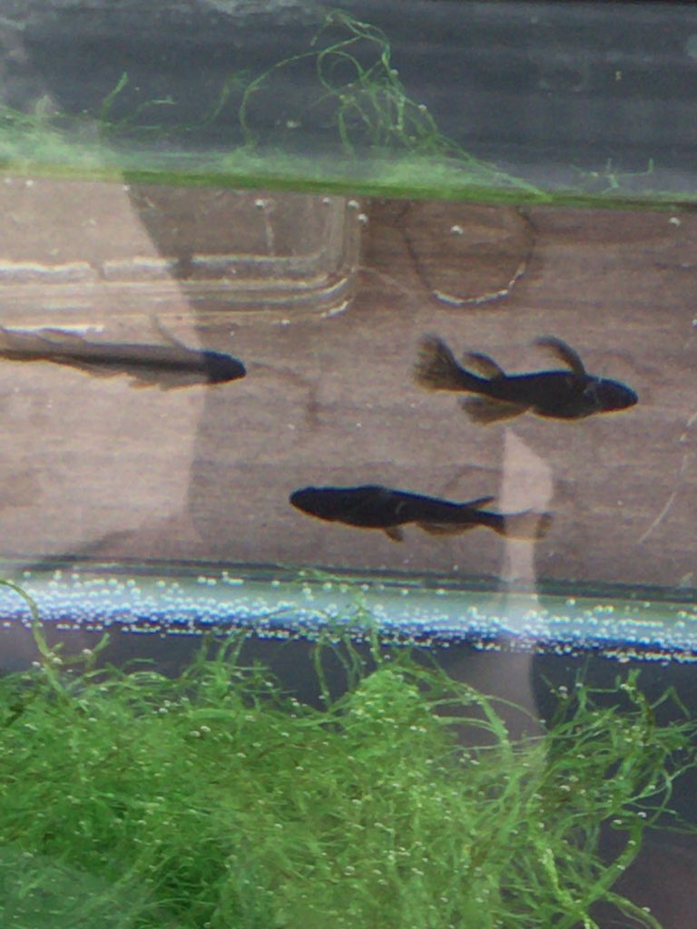 河内めだか 広島総本家 Xivznuqay78mrzh Twitter