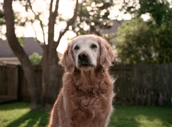 DogsByLisa's tweet image. Last Surviving 9/11 #Search and #Rescue #Dog