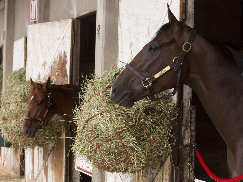 edmontonjournal's tweet photo. Two biggest favourites to win final Canadian Derby at Northlands Park property of the same owner https://t.co/Ze3SxXmGrC https://t.co/lTpiJ2f7vS