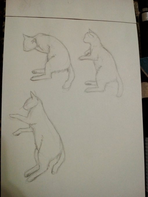 Cat sketches with live model used. He just wants to sleep.

#cats #sketch 