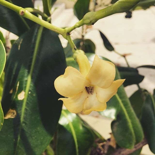 How Do You Care For A Puakenikeni