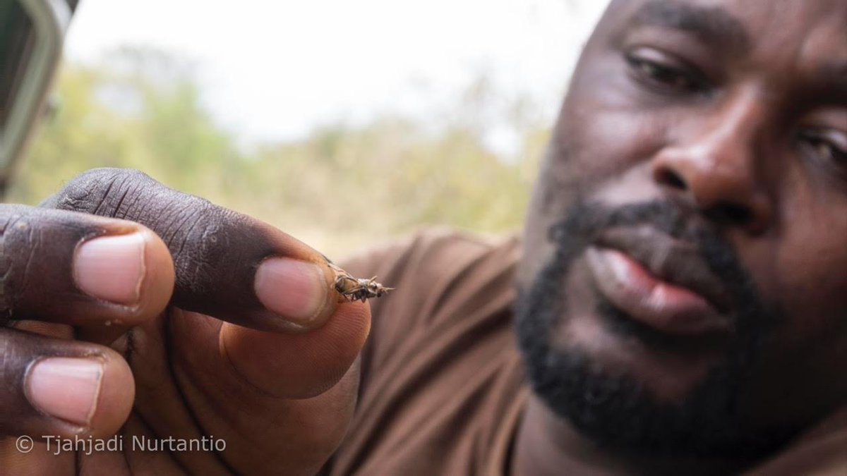 Csvakansi's tweet photo. This biting #Tsetse #fly in #Africa 

https://t.co/nfpF9ElljR
Instagram: csvakansi

#travelphotographer #jalanjalanmakanangin #wisata #Liburan #reisen #Wanderlust #travelgram #Reiseblogger #mytravelgram #travelmore #reisefotografie #travel https://t.co/RnRRzJ1mf0