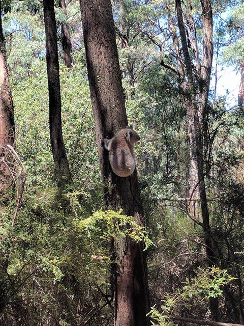 ourstrathforest's tweet photo. Please support our Strathbogie Forest Fair proposal. Enter your vote at #Pickmyproject shortlist.
Celebrating the beauty and biodiversity of #strathbogieforest. Walking tours, forest science, local musicians, sustainable bush craft, bush dancing.
https://t.co/t7d4O0ImP4 https://t.co/MFauFe63ty